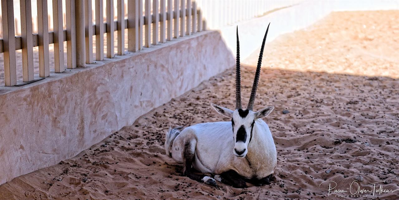 Arabian Oryx Camp Hotel Shāhiq Eksteriør billede